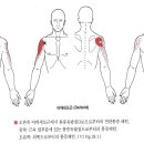 어깨세모근(Deltoid) 이미지