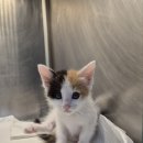 샘골동물병원 이미지