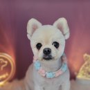 희망애견미용실 이미지