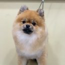 킴스펫살롱 이미지