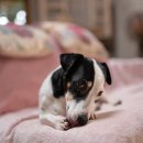 상록 동물병원 이미지