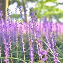 어느날성주 이미지