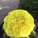 Cactus fleuri de couleur jaune 이미지