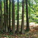 숲이야기 이미지