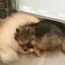 아림애견의 집 이미지