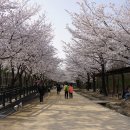 벚나무길 이미지