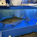 신 해적수산 이미지