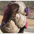 한국건강원 이미지