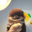 안다켄넬 이미지