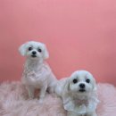 그루머공간 이미지