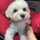 타요타요 펫택시 이미지