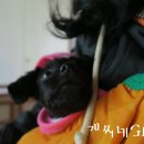 축하하개 이미지