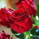 장미하우스 이미지