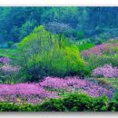 고향의 봄 이미지