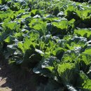 기순농장 이미지