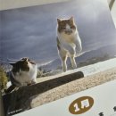 날으는고양이 | [속삭이는자작나무숲 #8] 즐거운 고양이달력 / 2026 토비네코 달력 후기