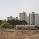 수완동 왕버들 이미지