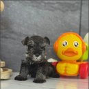 광주 강아지분양 고양이분양 어반펫 광주본점 이미지