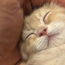 고양이분양 반하나캣 이미지