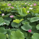 부여 궁남지 서동연꽃축제 이미지