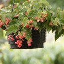 타이니젬 이미지