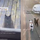 강아지 친구 이미지