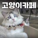 폴짝그루밍 | [하남 고양이카페] 냥냥하우스 운영시간, 가격, 후기까지!