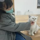 캣플헤븐 천안불당점 이미지