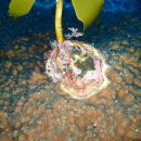 제주연안 연산호 군락지 이미지