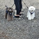 제이앤제이애견 이미지