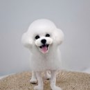 토비애견미용 이미지