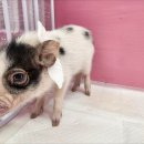 세종돼지 이미지