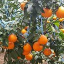 소성농장 이미지