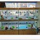 라이프독 강릉점 24시 강아지분양 고양이분양 이미지