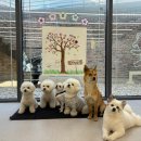 하울팟 케어클럽(분당서현점) 이미지