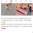 명지자연유치원 | [공지] 킨더퍼피 강아지유치원 분리불안 강아지를 케어할 수 있는 이유