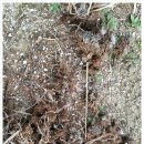 이순호농장 | 강원도와송농장 와송모종 식재~~~