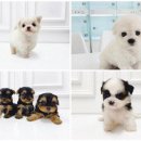 벨라 펫샵 | 수원 강아지 분양은 역시 벨라독! 건강한 댕댕이 만나는 곳