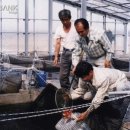 진천관상어 이미지