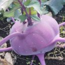 귤하우스 이미지