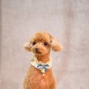 비비펫미용 이미지