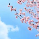 번암리 조천연꽃공원1 이미지