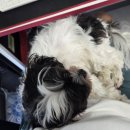 바람난강아지 | [레모나 댕모어 이어클리너 제품 후기] 강아지 귀 세정제 추천!