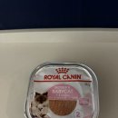 로얄소프트 | 로얄캐닌 마더앤베이비 울트라 소프트무스 내돈내산후기