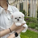 메종드퍼피 이미지