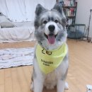 쏘밍컴퍼니 | 예비 헌혈견 징기 후원 물품 사용 후기~30일 정도