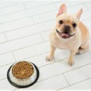 반려동물관리사 자격증 과정 이미지