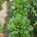 (주)미르존몰약연구소 이미지