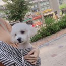 댕글 몽글 이미지