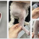 와우동물메디컬센터 이미지